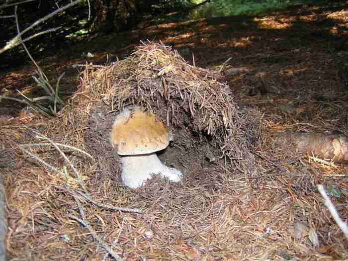  Image name: 290 Porcino.jpg 
 width: 700 pixel 
 height: 525 pixel 
 Size: 41914 bytes 
 Click to enlarge 